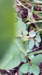 Symphoricarpos orbiculatus