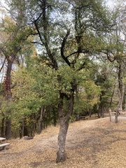 Sideroxylon lanuginosum