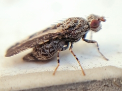 Callopistromyia strigula