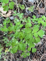Thalictrum fendleri
