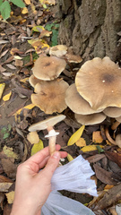 Armillaria mellea