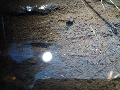 Poyntonia paludicola