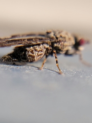 Callopistromyia strigula