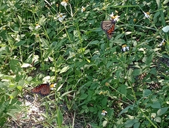 Danaus
