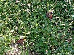Danaus