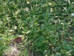 Danaus