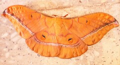Antheraea assamensis