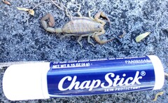 Centruroides guanensis