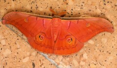 Antheraea helferi