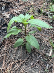 Eupatorium serotinum