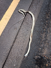 Dispholidus typus typus