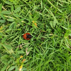 Aegithus clavicornis