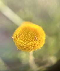 Nidorella