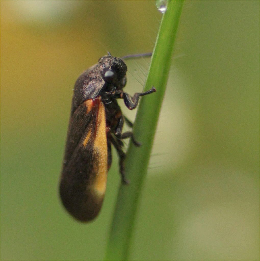 Aeneolamia flavilatera