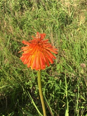 Kniphofia