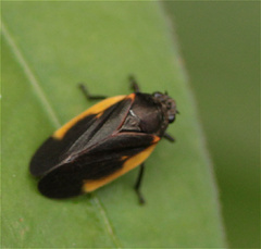 Aeneolamia flavilatera