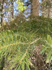 Abies concolor