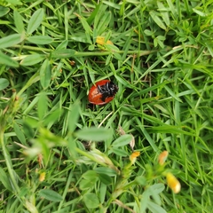 Aegithus clavicornis