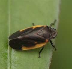 Aeneolamia flavilatera