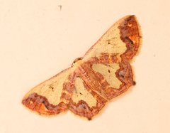 Peratophyga xanthyala