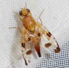 Xyphosia miliaria