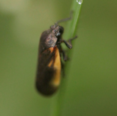 Cercopidae