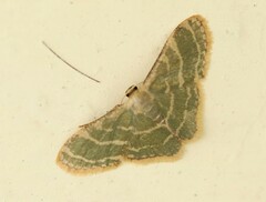 Lophophleps triangularis