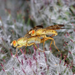 Terellia tussilaginis