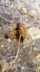 Microhodotermes viator