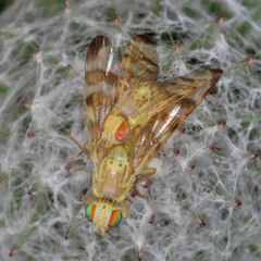 Terellia tussilaginis