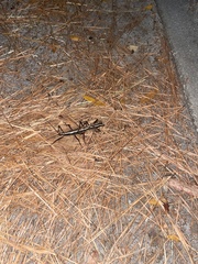 Anisomorpha buprestoides