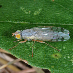 Acanthiophilus helianthi
