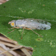 Acanthiophilus helianthi