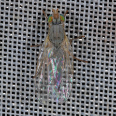 Acanthiophilus helianthi