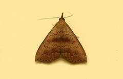 Herminiinae