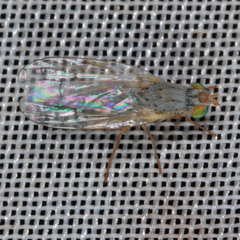 Acanthiophilus helianthi