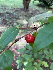 Eugenia uniflora