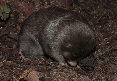 Chrysochloris asiatica