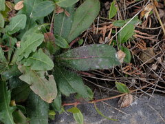 Golovinomyces cichoracearum