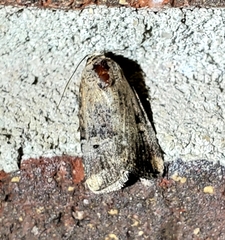 Elaphria chalcedonia