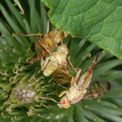 Terellia tussilaginis
