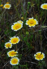 Layia platyglossa