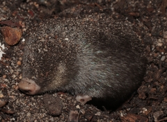 Chrysochloris asiatica