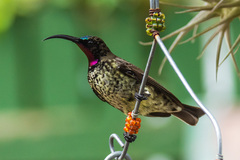 Chalcomitra amethystina