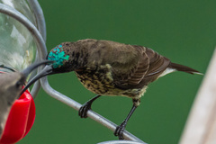 Chalcomitra amethystina