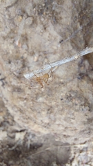 Scytodes