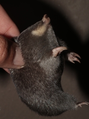 Chrysochloris asiatica