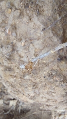 Scytodes