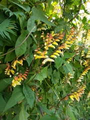 Ipomoea lobata