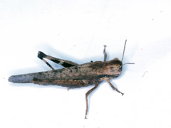 Morphacris fasciata